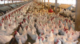 hen-house-poultry-f
